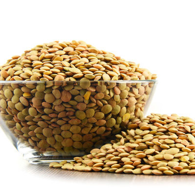 Lentils (Lens culinaris) are a crop belonging to the Fabaceae legume family.