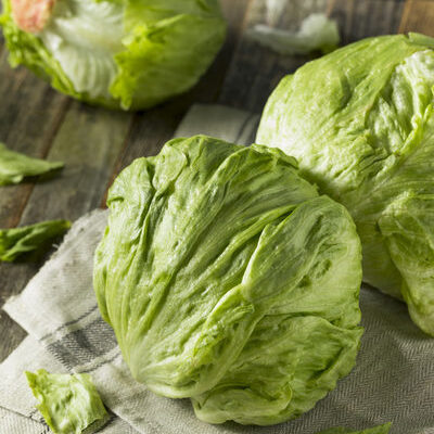Iceberg lettuce (Lactuca sativa) is a leafy vegetable that has pale green, crisp leaves and grows in round bulbs.
