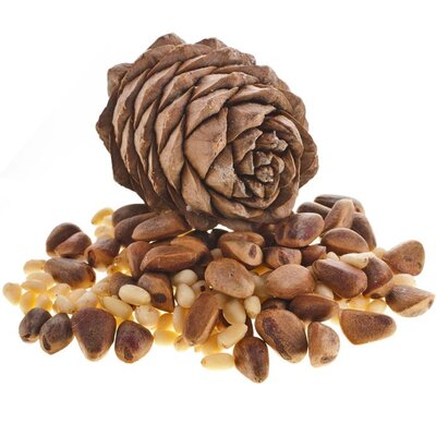 Pine nuts (Pinus gerardiana) are edible seeds from pinyon pine trees.