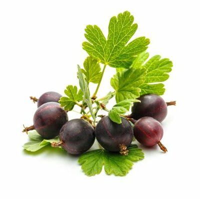 Gooseberry is a type of berry found in a variety of colors, including green, red, orange, purple, yellow, white, or even black. They are slightly larger than grapes in size, and have quite a sour flavor when consumed raw.