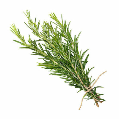 Rosemary is a plant with leaves used as a seasoning or herb.
