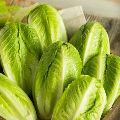 Romaine lettuce is a type of lettuce commonly used in North American, Middle Eastern, and European cuisines.