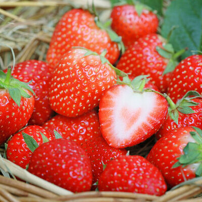 The strawberry is a small red fruit, with a distinctive heart shape.