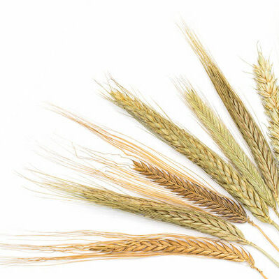 Triticale is a hybrid grain between wheat and rye. It was first created in laboratories in the 1800s and has only recently become commercially available.