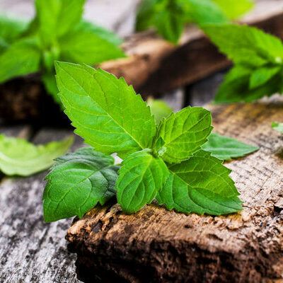 Mint is an aromatic herb belonging to the Lamiaceae family. There are several different cultivars of edible mint.